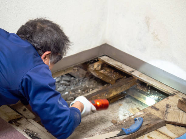 Best Attic Mold Remediation in Seco Mines, TX
