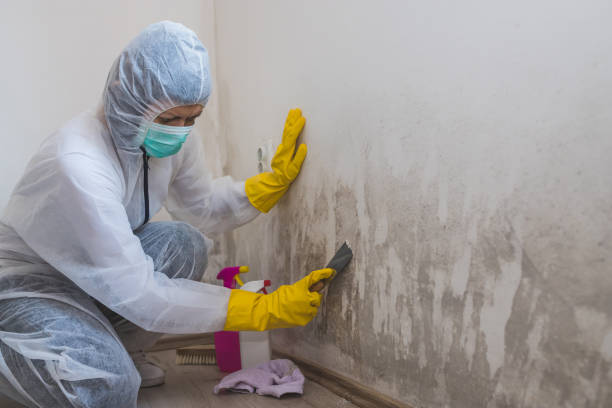 Best Kitchen Mold Remediation in Seco Mines, TX