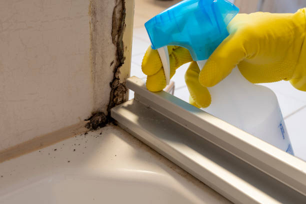 Best Industrial Mold Remediation in Seco Mines, TX