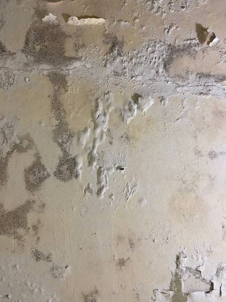 Best Bathroom Mold Remediation in Seco Mines, TX