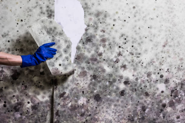 Best Mold Remediation for Specific Building Types in Seco Mines, TX