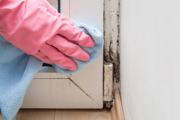 Best Bathroom Mold Remediation in Seco Mines, TX